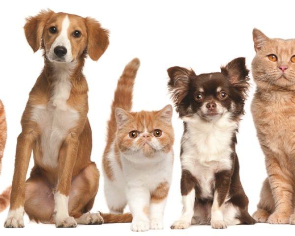 822649-dogs-cats-Pets-animal-mammal-domestic-Animals